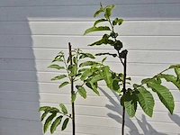 Kastanjeboom - fruit tree - castanea sativa - hoogte ca. 170cm - afbeelding 2 van  2