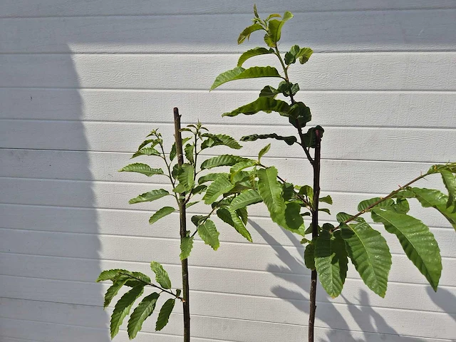 Kastanjeboom - fruit tree - castanea sativa - hoogte ca. 170cm - afbeelding 2 van  2