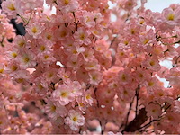 Kersen bloesem kunstboom - afbeelding 4 van  19