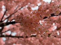 Kersen bloesem kunstboom - afbeelding 9 van  34