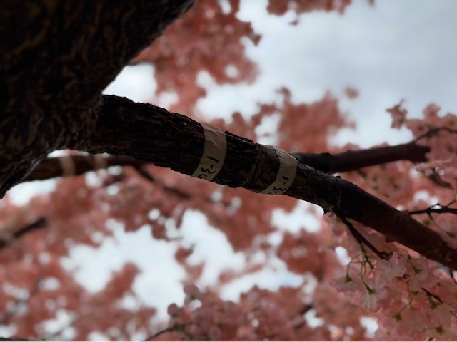 Kersen bloesem kunstboom - afbeelding 13 van  34