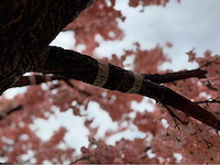 Kersen bloesem kunstboom - afbeelding 13 van  34