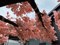 Kersen bloesem kunstboom - afbeelding 14 van  34