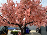 Kersen bloesem kunstboom - afbeelding 15 van  34