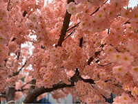 Kersen bloesem kunstboom - afbeelding 16 van  34