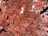 Kersen bloesem kunstboom - afbeelding 17 van  34