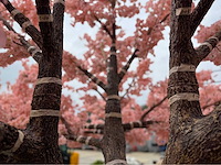 Kersen bloesem kunstboom - afbeelding 18 van  34