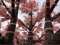 Kersen bloesem kunstboom - afbeelding 24 van  34