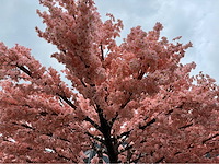 Kersen bloesem kunstboom - afbeelding 28 van  34