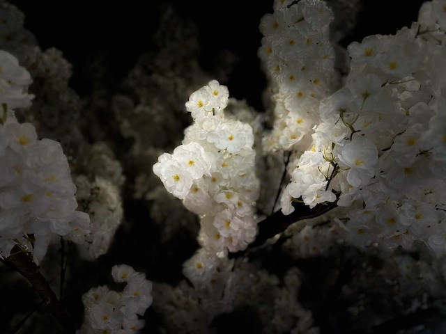 Kersen bloesem kunstboom - afbeelding 14 van  25