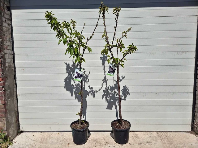 Kersenboom - fruit tree - prunus avium - hoogte ca. 170cm - afbeelding 1 van  5