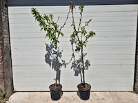 Kersenboom - fruit tree - prunus avium - hoogte ca. 170cm - afbeelding 1 van  5