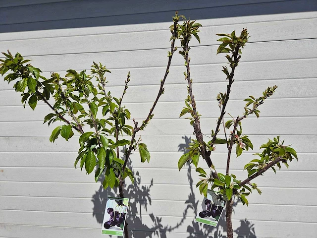 Kersenboom - fruit tree - prunus avium - hoogte ca. 170cm - afbeelding 3 van  5
