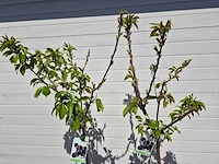 Kersenboom - fruit tree - prunus avium - hoogte ca. 170cm - afbeelding 3 van  5