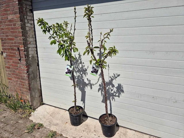 Kersenboom - fruit tree - prunus avium - hoogte ca. 170cm - afbeelding 4 van  5