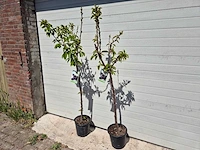 Kersenboom - fruit tree - prunus avium - hoogte ca. 170cm - afbeelding 4 van  5