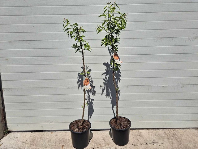 Kersenboom - fruit tree - prunus avium - hoogte ca. 170cm - afbeelding 5 van  5