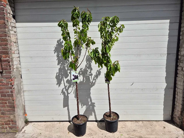 Kersenboom - fruit tree - prunus avium - hoogte ca. 170cm - afbeelding 1 van  4