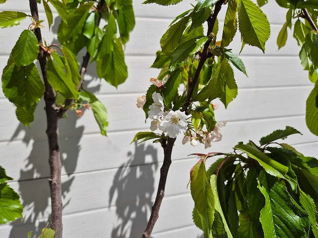 Kersenboom - fruit tree - prunus avium - hoogte ca. 170cm - afbeelding 2 van  4