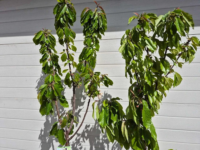 Kersenboom - fruit tree - prunus avium - hoogte ca. 170cm - afbeelding 3 van  4