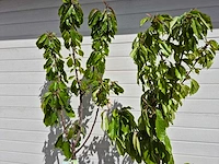 Kersenboom - fruit tree - prunus avium - hoogte ca. 170cm - afbeelding 3 van  4