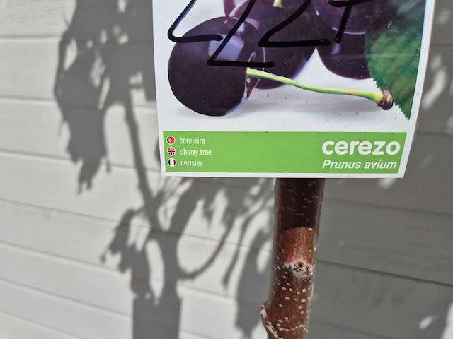 Kersenboom - fruit tree - prunus avium - hoogte ca. 170cm - afbeelding 4 van  4