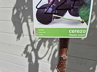 Kersenboom - fruit tree - prunus avium - hoogte ca. 170cm - afbeelding 4 van  4