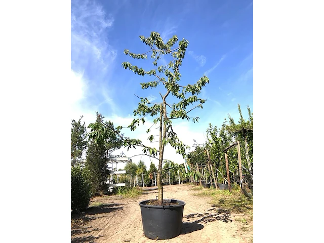 Kersenboom prunus 'kordia', fruitgaardboom, vruchtdragend, ca. 3 m hoog - afbeelding 1 van  1