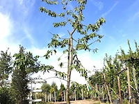 Kersenboom prunus 'kordia', fruitgaardboom, vruchtdragend, ca. 3 m hoog - afbeelding 1 van  1