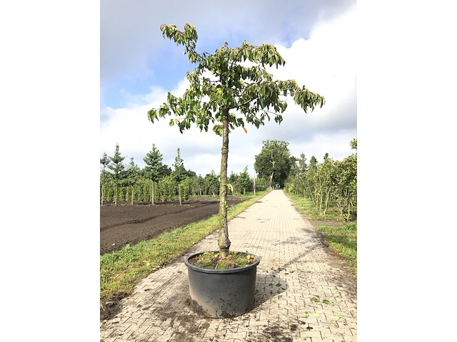 Kersenboom prunus 'kordia', hoogstam, dieprode kersen, ca. 3 m hoog - afbeelding 1 van  1