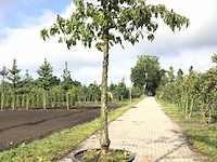 Kersenboom prunus 'kordia', hoogstam, dieprode kersen, ca. 3 m hoog - afbeelding 1 van  1