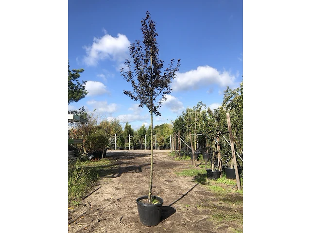 Kerspruim prunus 'nigra', bloesemboom, roodbladig, ca. 3 m hoog - afbeelding 1 van  2