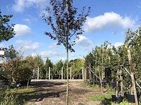 Kerspruim prunus 'nigra', bloesemboom, roodbladig, ca. 3 m hoog - afbeelding 1 van  2