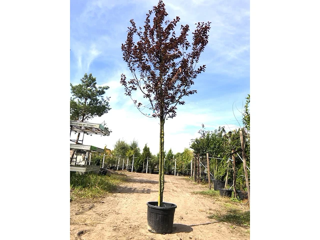 Kerspruim prunus 'nigra', bloesemboom, roodbladig, ca. 4 m hoog - afbeelding 1 van  2