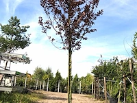 Kerspruim prunus 'nigra', bloesemboom, roodbladig, ca. 4 m hoog - afbeelding 1 van  2