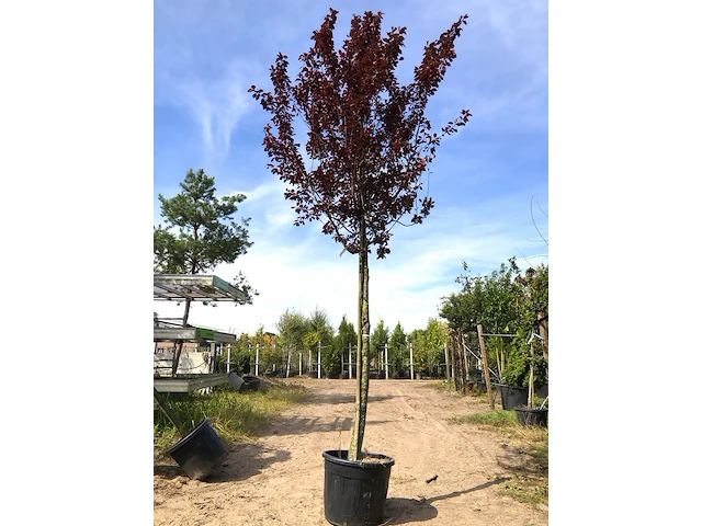Kerspruim prunus 'nigra', bloesemboom, roodbladig, ca. 4 m hoog - afbeelding 1 van  2