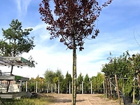 Kerspruim prunus 'nigra', bloesemboom, roodbladig, ca. 4 m hoog - afbeelding 1 van  2