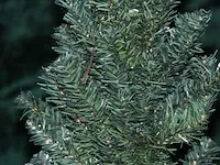 Kerstboom - 150 cm - afbeelding 3 van  3