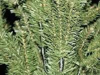 Kerstboom - 210 cm - afbeelding 2 van  5