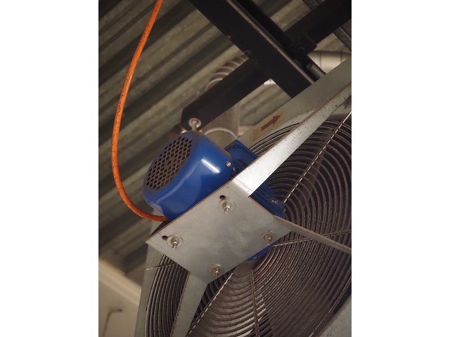 Kiwi hesta - afbeelding 4 van  13