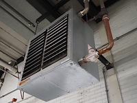 Kiwi hesta - afbeelding 7 van  13