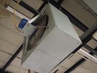 Kiwi hesta - afbeelding 9 van  13