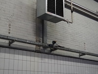 Kiwi hesta - afbeelding 1 van  7