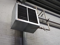 Kiwi hesta - afbeelding 3 van  7