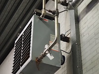 Kiwi hesta - afbeelding 4 van  7