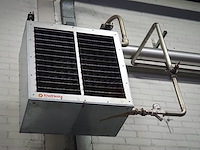 Kiwi hesta - afbeelding 5 van  7