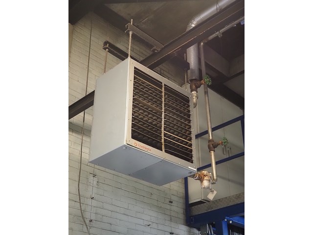 Kiwi hesta - afbeelding 1 van  5