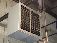 Kiwi hesta - afbeelding 1 van  5