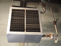 Kiwi hesta - afbeelding 4 van  5