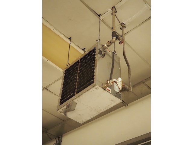 Kiwi hesta - afbeelding 1 van  5